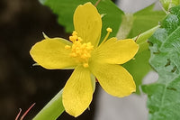 Corchorus Flower seeds for Planting - Seasonal Bloomer, Heirloom & GMO Free Seeds for Home Garden
