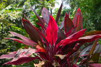 Red Cordyline Rubra Flower seeds for Planting - Bright Blooms, Heirloom & GMO Free Seeds for Home Garden