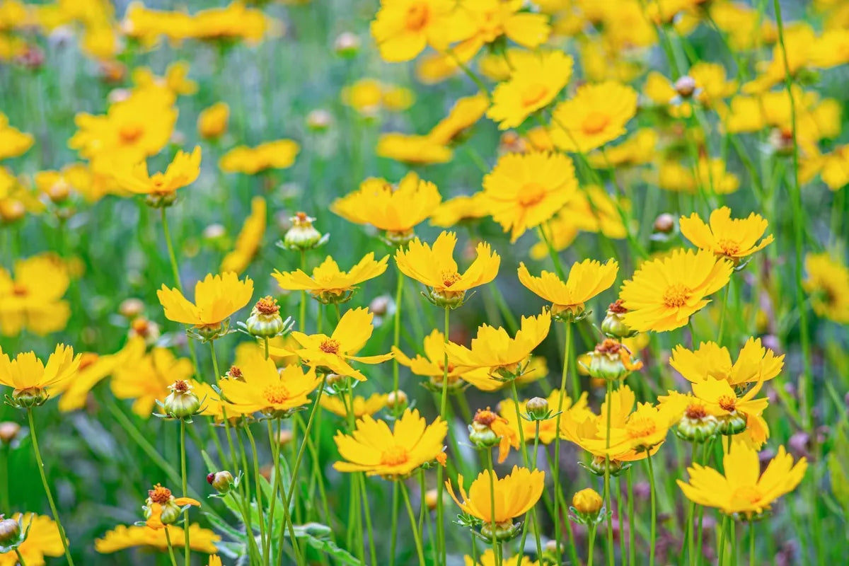 Yellow Coreopsis Flower seeds for Planting - Premium Quality, Heirloom & GMO Free Seeds for Home Garden