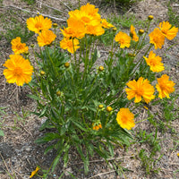 Tickseed Flower seeds for Planting Premium Quality Heirloom & GMO Free Seeds for Home Garden 
 
 Sale