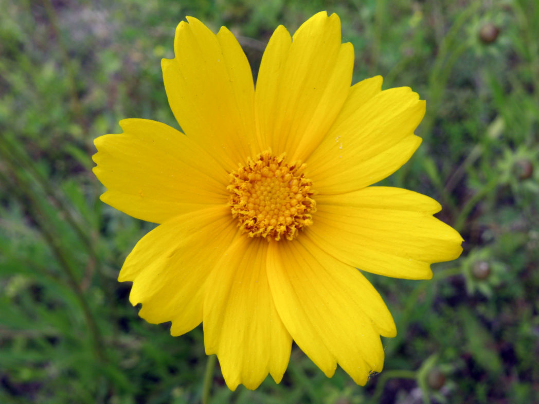 Yellow Coreopsis Lance Flower seeds for Planting Fragrant Blossoms Heirloom & GMO Free Seeds for Home Garden
 
 Sale