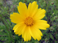 Yellow Coreopsis Lance Flower seeds for Planting Fragrant Blossoms Heirloom & GMO Free Seeds for Home Garden
 
 Sale
