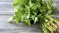 Harvested coriander seeds from cilantro plant