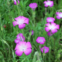 Corncockle Flower seeds for Planting Easy to Grow Heirloom & GMO Free Seeds for Home Garden