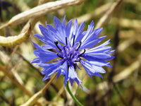 Cornflower Flower seeds for Planting - Cut Flower Favorite, Heirloom & GMO Free Seeds for Home Garden