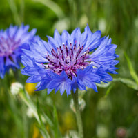 Purple Centaurea Cyanus Flower seeds for Planting - Easy to Grow, Heirloom & GMO Free Seeds for Home Garden
 
 Sale for planting in home garden