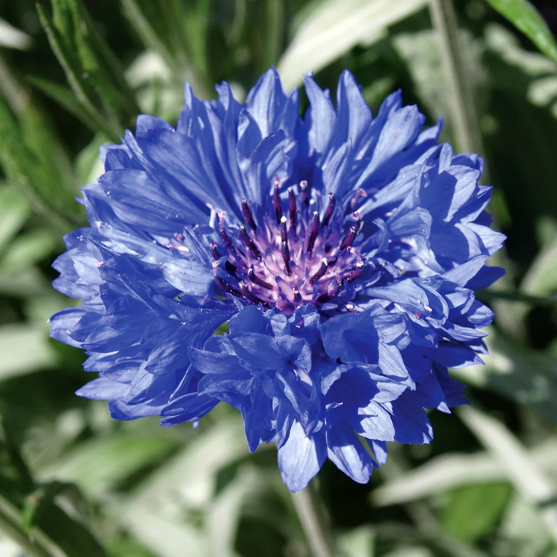 Cornflower Flower seeds for Planting - Easy to Grow, Heirloom & GMO Free Seeds for Home Garden