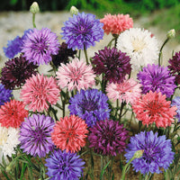 Cornflower Polka Dot Flower seeds for Planting Long Bloom Season Heirloom & GMO Free Seeds for Home Garden