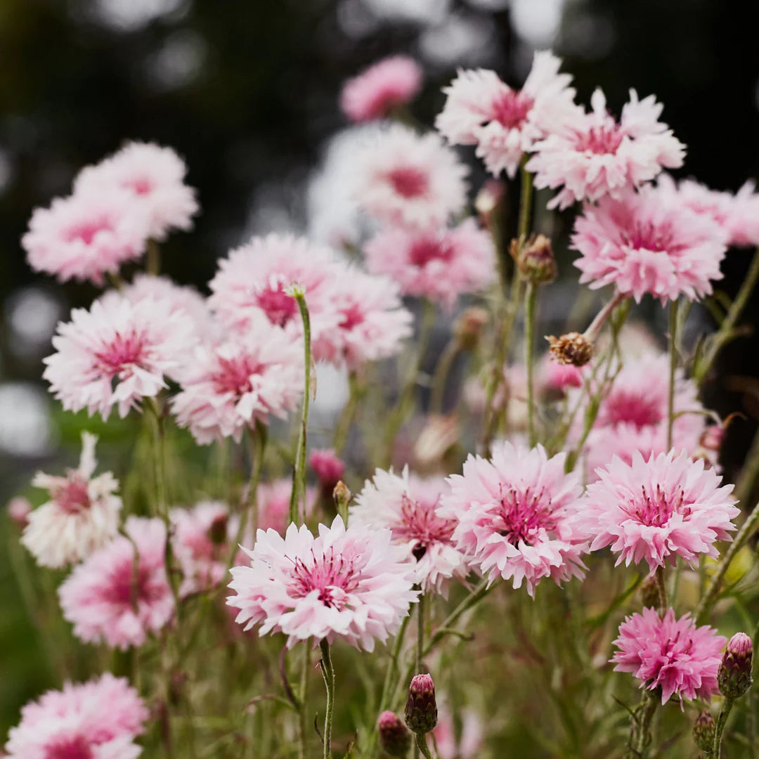 Centaurea Cyanus Romantic Seeds for Planting flower bed garden