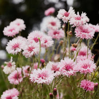Centaurea Cyanus Romantic Seeds for Planting flower bed garden