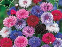 Cornflower Flower seeds for Planting Shade Tolerant Heirloom & GMO Free Seeds for Home Garden