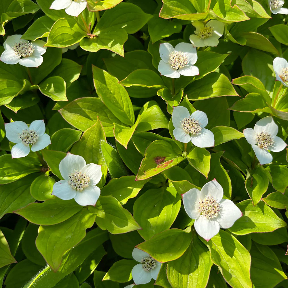 Bunchberry Flower seeds for Planting Shade Tolerant Heirloom & GMO Free Seeds for Home Garden