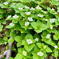 Bunchberry Flower seeds for Planting Shade Tolerant Heirloom & GMO Free Seeds for Home Garden
