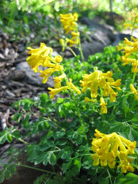 Corydalis Lutea Seeds for Planting  Yellow Flower Plant