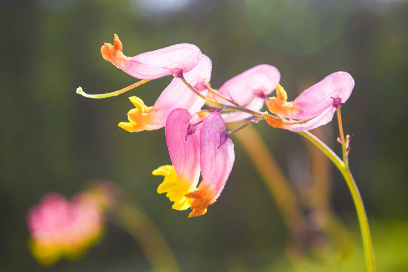 Pink Rock Harlequin Flower seeds for Planting Seasonal Bloomer Heirloom & GMO Free Seeds for Home Garden 
 
 Sale
