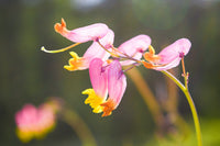 Pink Rock Harlequin Flower seeds for Planting Seasonal Bloomer Heirloom & GMO Free Seeds for Home Garden 
 
 Sale