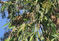 Smooth-bark Lemon Eucalyptus tree grown from seeds