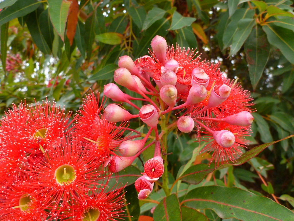 Ficifolia Flower seeds for Planting - Premium Quality, Heirloom & GMO Free Seeds for Home Garden
