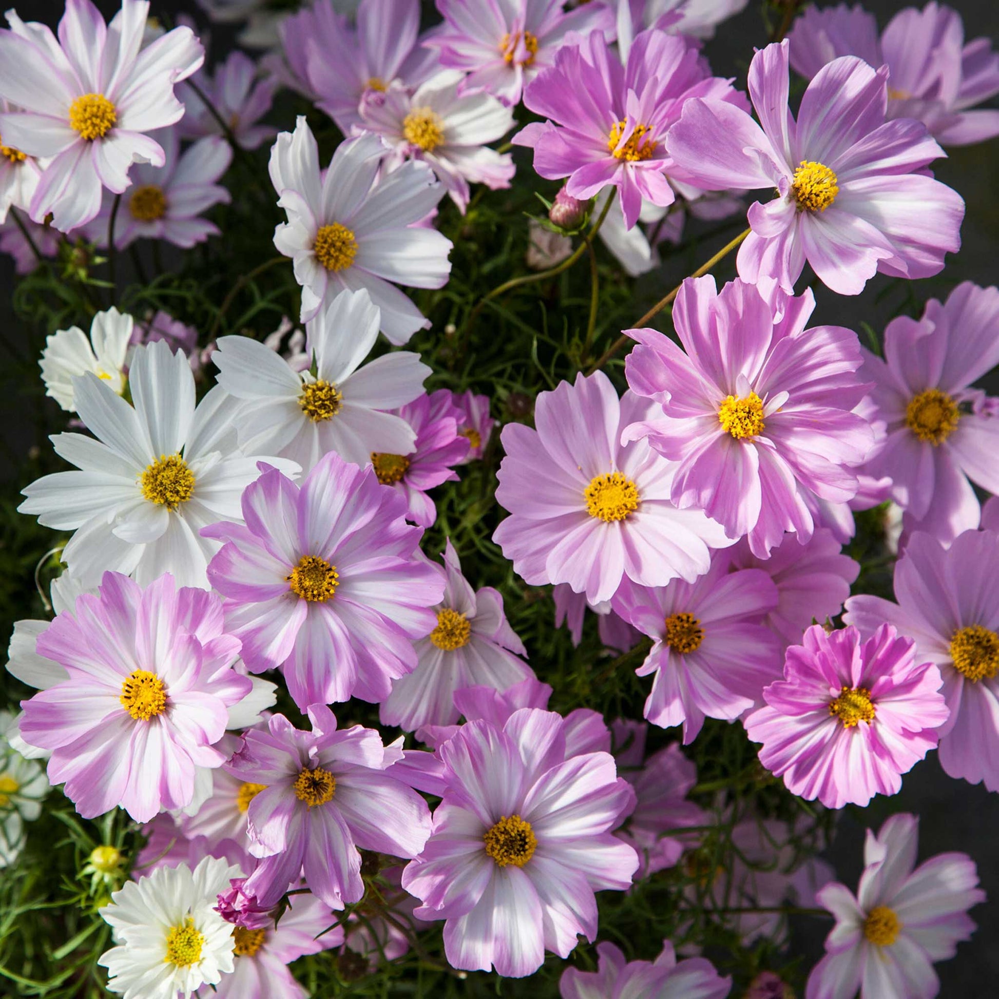 Cosmos Versailles Series Mix Seeds for Stunning Garden Flowers