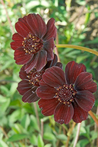 Chocolate Azalea Flower seeds for Planting Perfect for Borders Heirloom & GMO Free Seeds for Home Garden