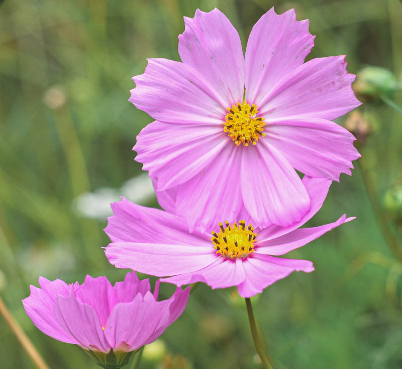 Cosmos Sensation Pinkie Flower Seeds for Soft, Pink Blooms in Your Garden