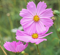 Cosmos Sensation Pinkie Flower Seeds for Soft, Pink Blooms in Your Garden