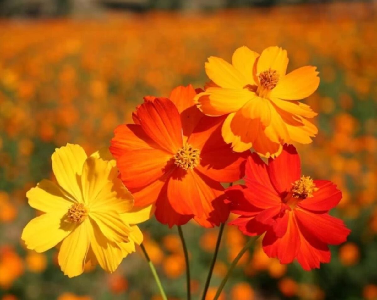 Cosmos Yellow Sunshine Seeds for Planting flower bed