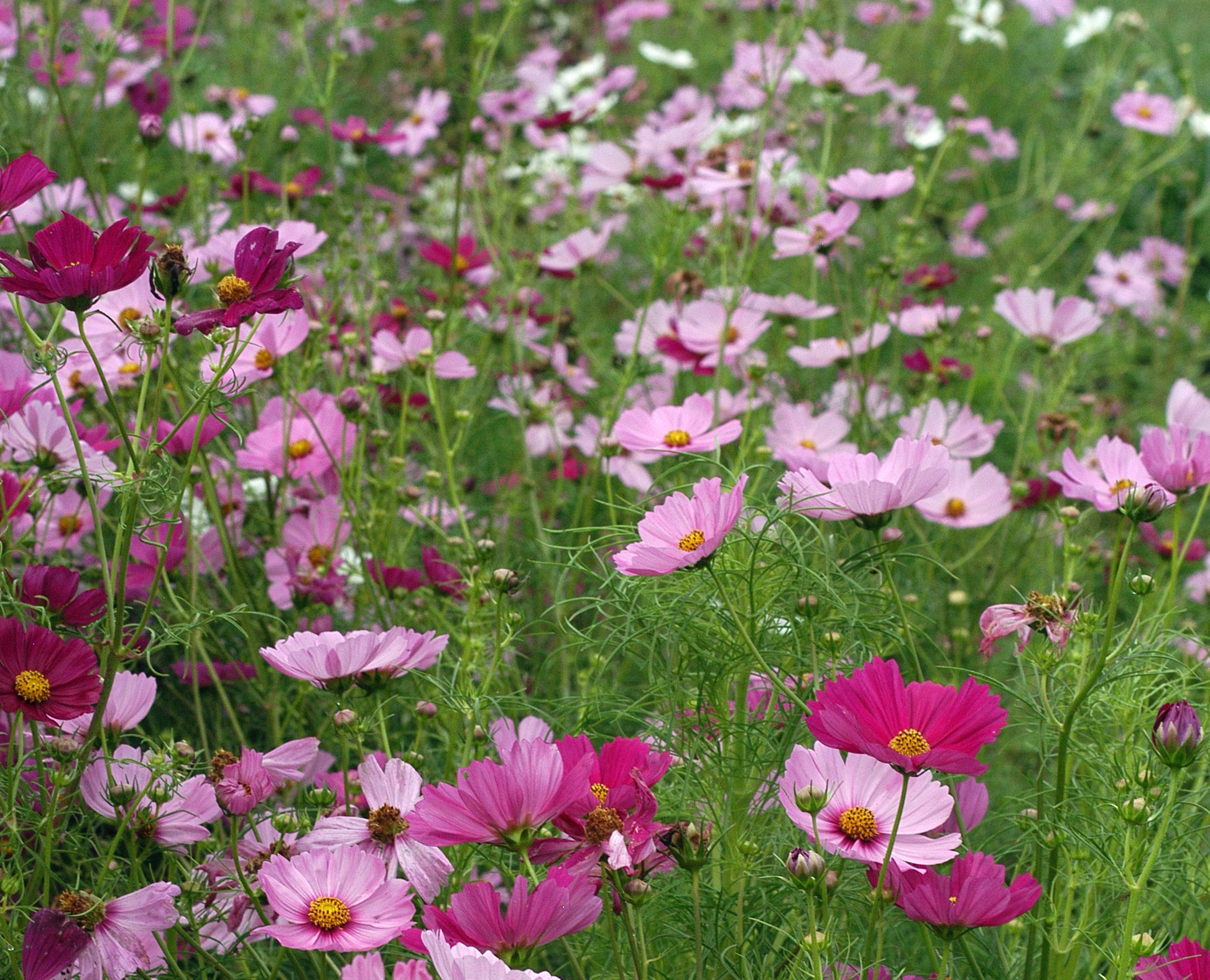 Cosmos Sensation Pinkie Flower Seeds for Soft, Pink Blooms in Your Garden