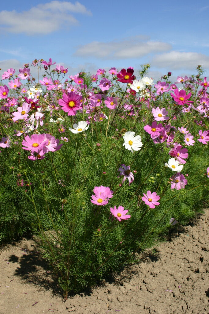 Heirloom Cosmos Bipinnatus Flower seeds for Planting Compact Growth Heirloom & GMO Free Seeds for Home Garden