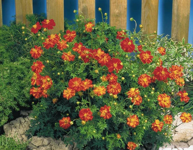 Cosmos Red Flower seeds for Planting - Bright Blooms, Heirloom & GMO Free Seeds for Home Garden