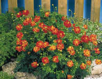Cosmos Red Flower seeds for Planting - Bright Blooms, Heirloom & GMO Free Seeds for Home Garden
