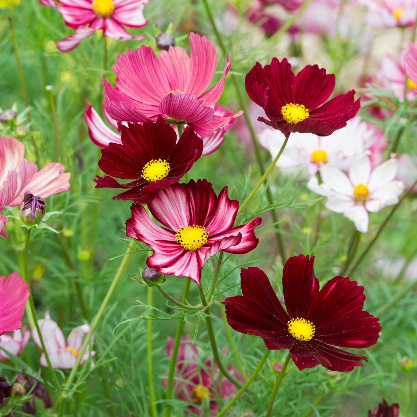 Cosmos Velouette Flower seeds for Planting Long Bloom Season Heirloom & GMO Free Seeds for Home Garden