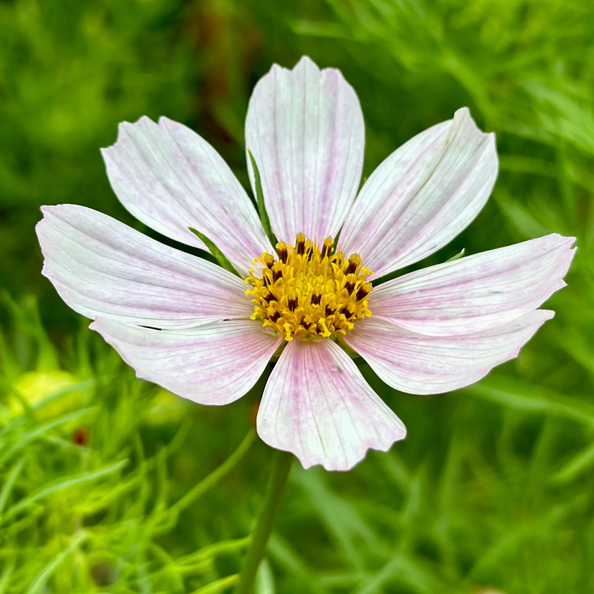 Cosmos Versailles Series Mix Seeds for Stunning Garden Flowers
