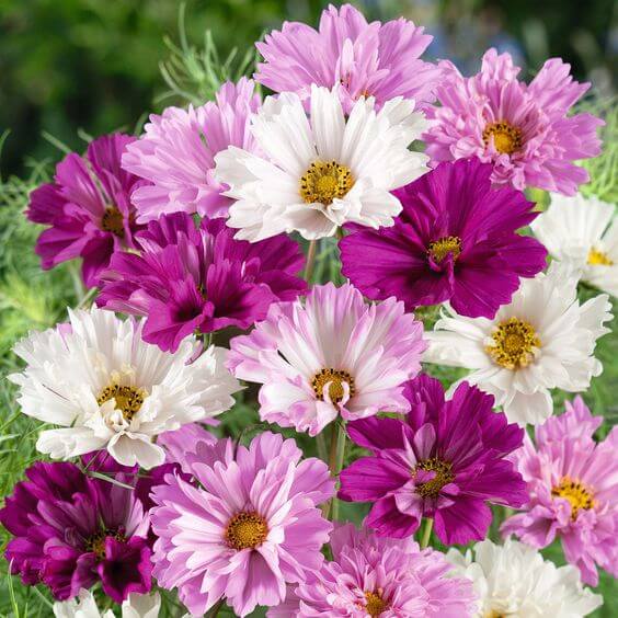 Mixed Cosmos Flower seeds for Planting Shade Tolerant Heirloom & GMO Free Seeds for Home Garden 
 
 Sale