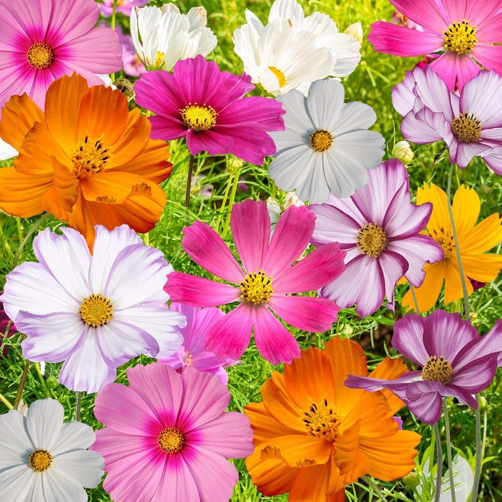 Mixed Cosmos Flower seeds for Planting Shade Tolerant Heirloom & GMO Free Seeds for Home Garden 
 
 Sale