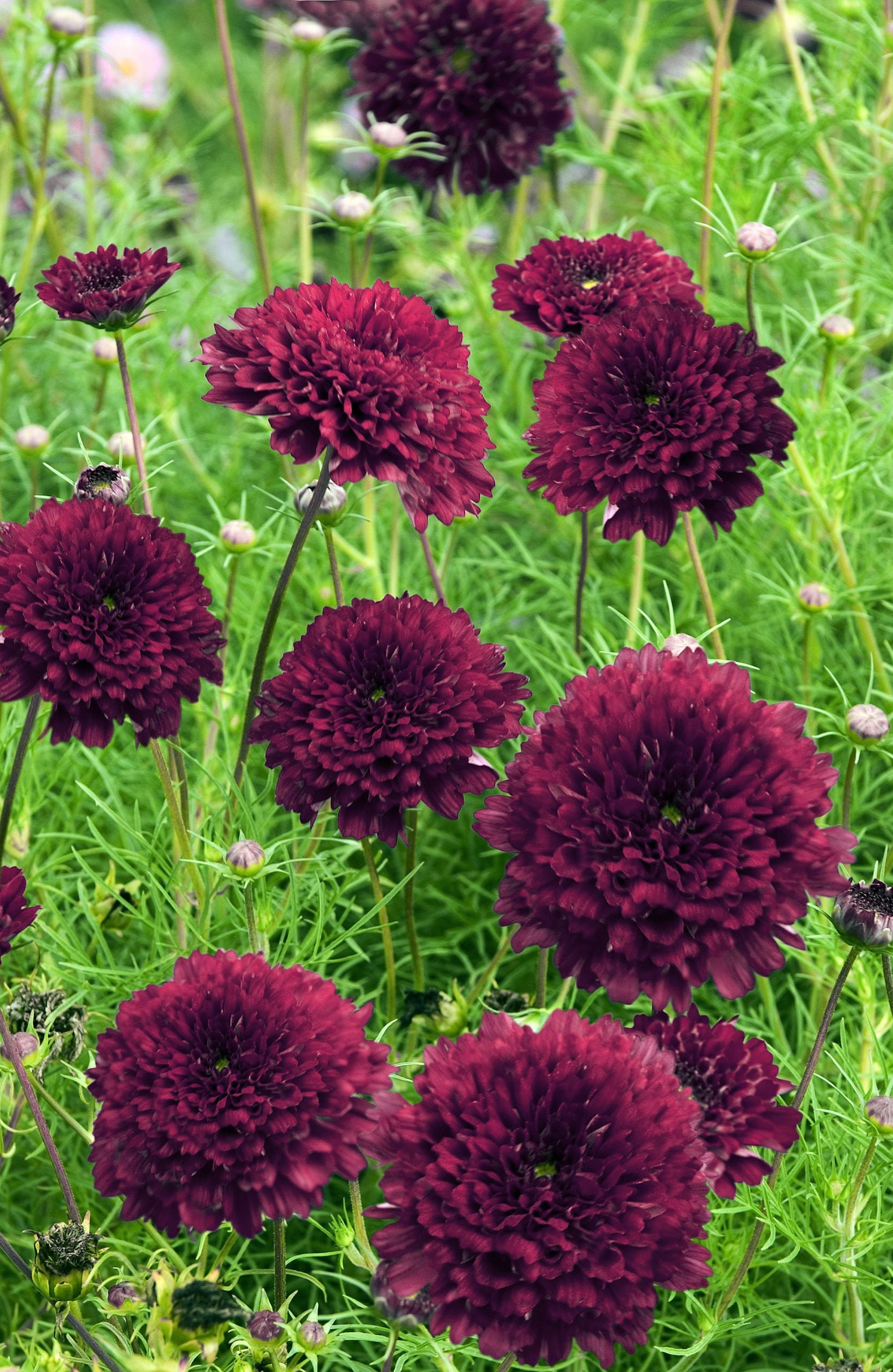 Cosmos Cranberries Flower seeds for Planting Cottage Garden Essential Heirloom & GMO Free Seeds for Home Garden