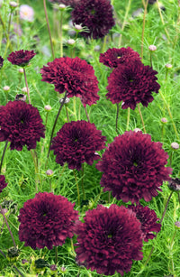Cosmos Cranberries Flower seeds for Planting Cottage Garden Essential Heirloom & GMO Free Seeds for Home Garden