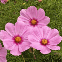Cosmos Sensation Pinkie Flower Seeds for Soft, Pink Blooms in Your Garden