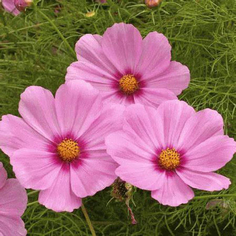 Cosmos Sensation Pinkie Flower Seeds for Soft, Pink Blooms in Your Garden