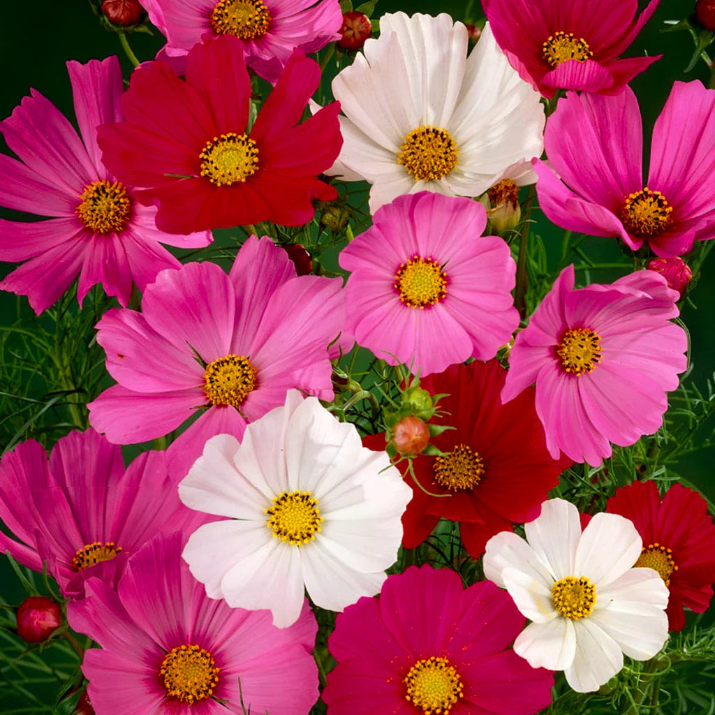 Cosmos Sensation Flower seeds for Planting - Premium Quality, Heirloom & GMO Free Seeds for Home Garden