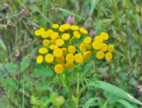 Costmary Flower seeds for Planting - Drought Tolerant, Heirloom & GMO Free Seeds for Home Garden