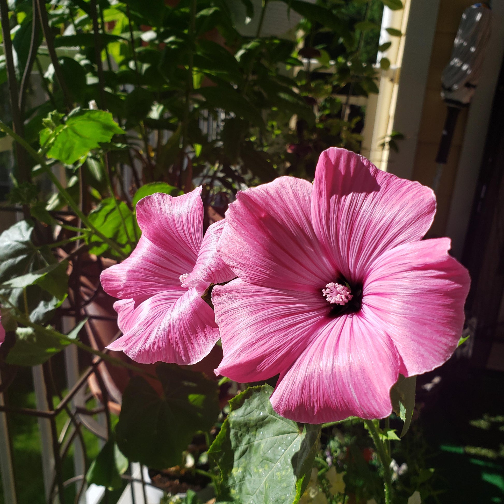 Pink Trimestris Flower seeds for Planting Wildflower Mix Heirloom & GMO Free Seeds for Home Garden
 
 Sale