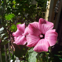 Pink Trimestris Flower seeds for Planting Wildflower Mix Heirloom & GMO Free Seeds for Home Garden
 
 Sale