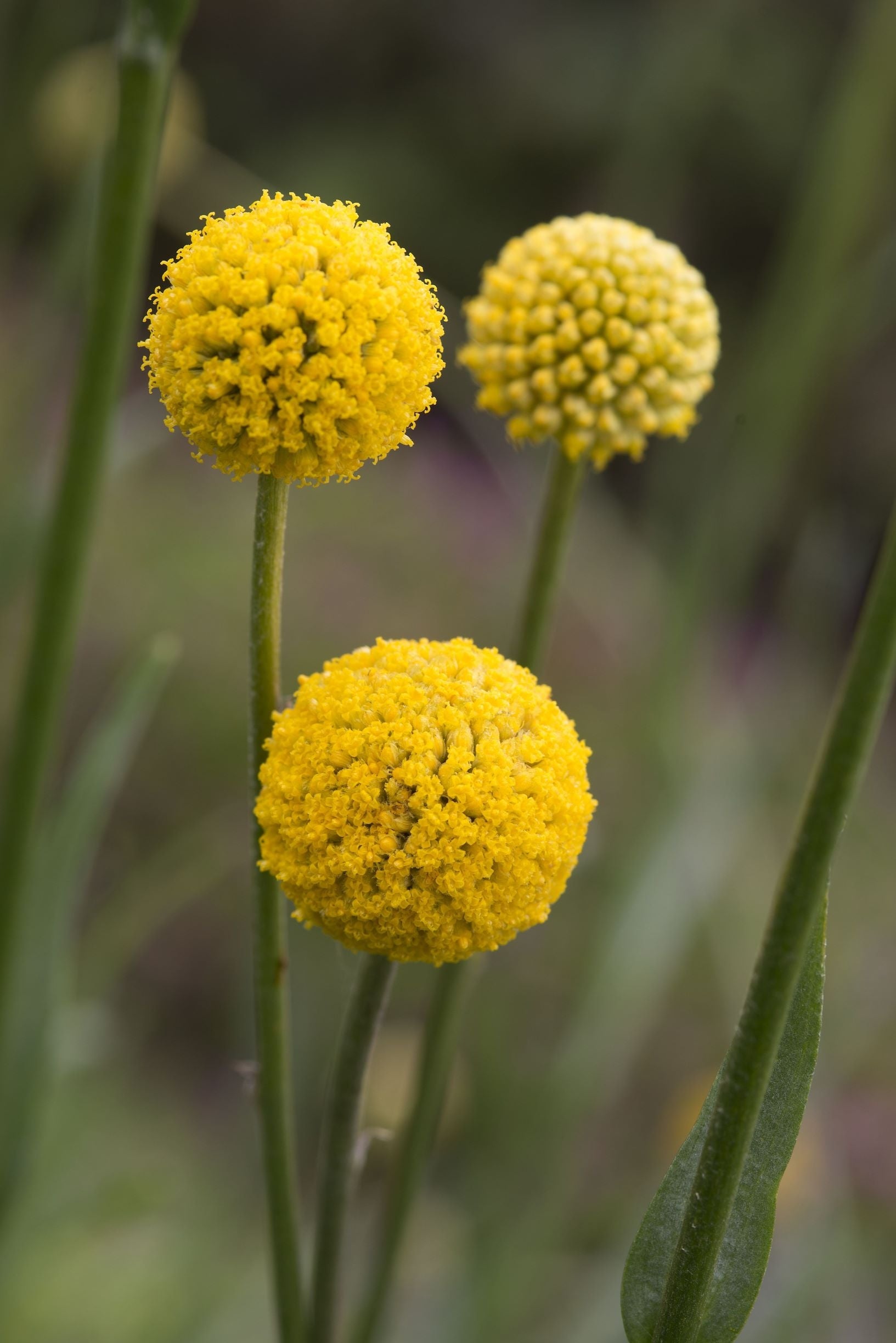 Craspedia Flower seeds for Planting Pollinator Friendly Heirloom & GMO Free Seeds for Home Garden 
 
 Sale