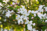 White Crabapple Flower seeds for Planting - Fragrant Blossoms, Heirloom & GMO Free Seeds for Home Garden