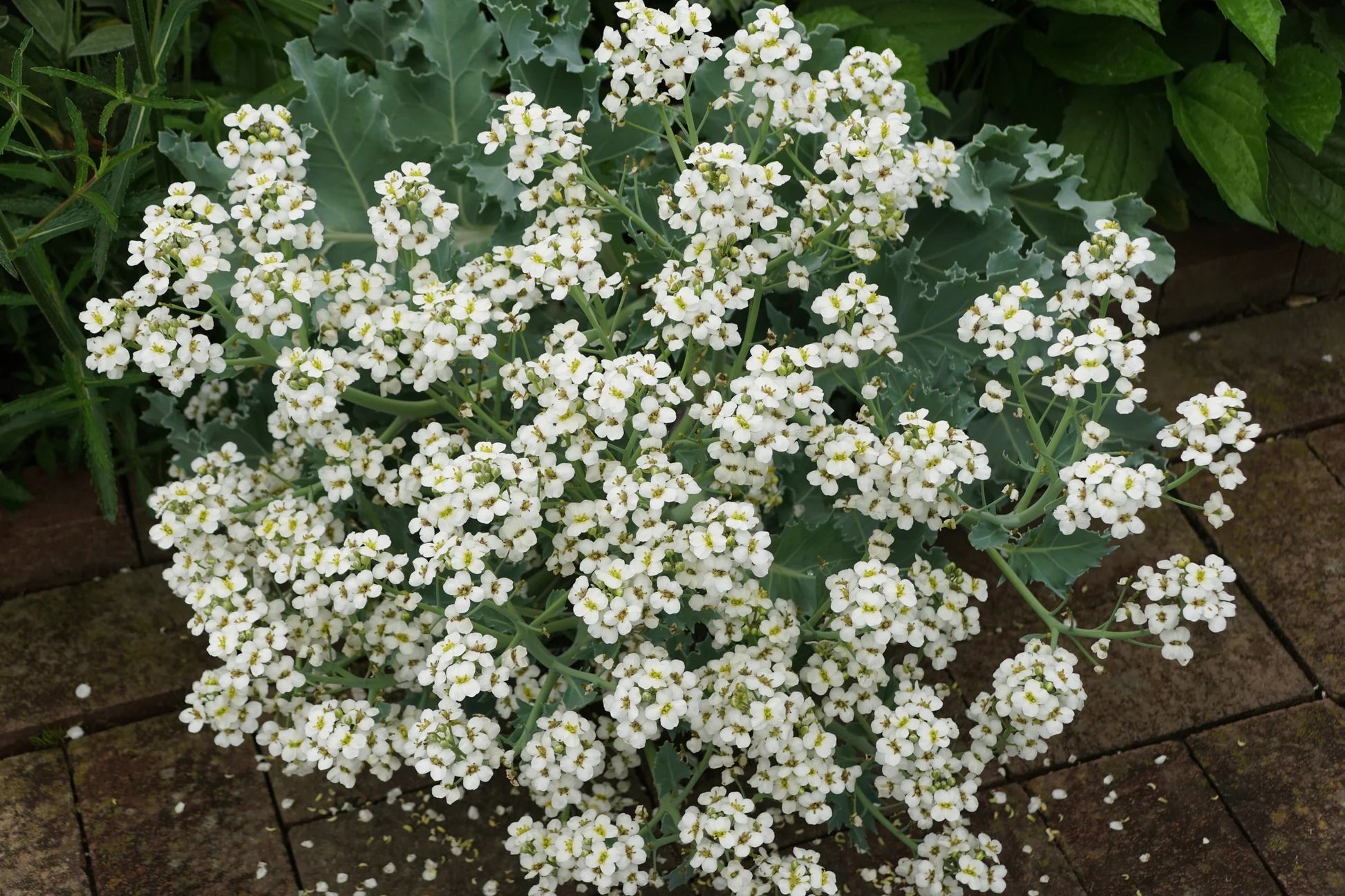 Seakale Flower seeds for Planting - Low Maintenance, Heirloom & GMO Free Seeds for Home Garden