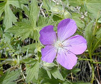 Oregon Cranesbill Geranium growing in a shaded garden