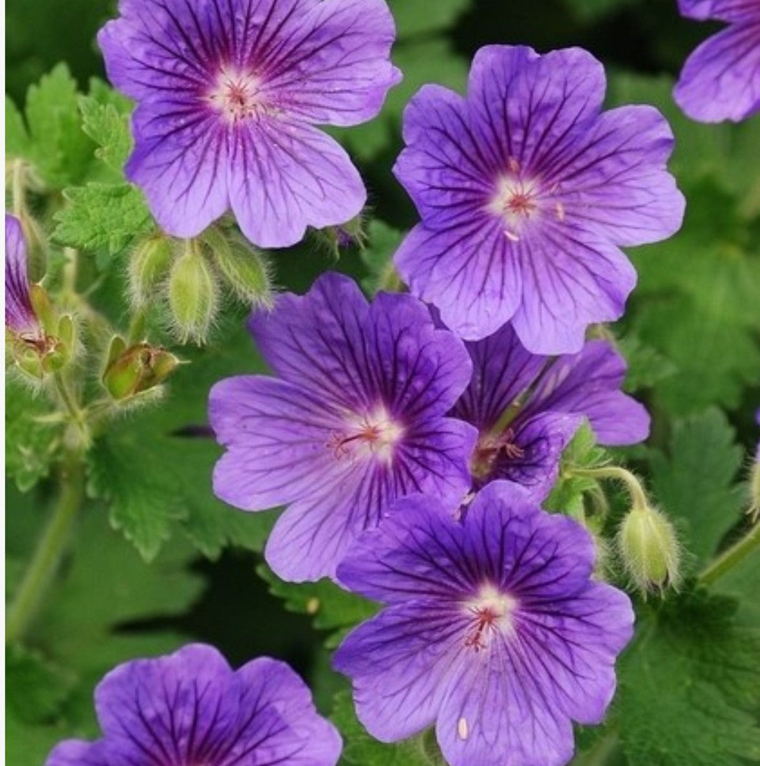 Violet Geranium Flower Planting Seeds for Colorful Gardens
