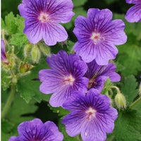 Violet Geranium Flower Planting Seeds for Colorful Gardens