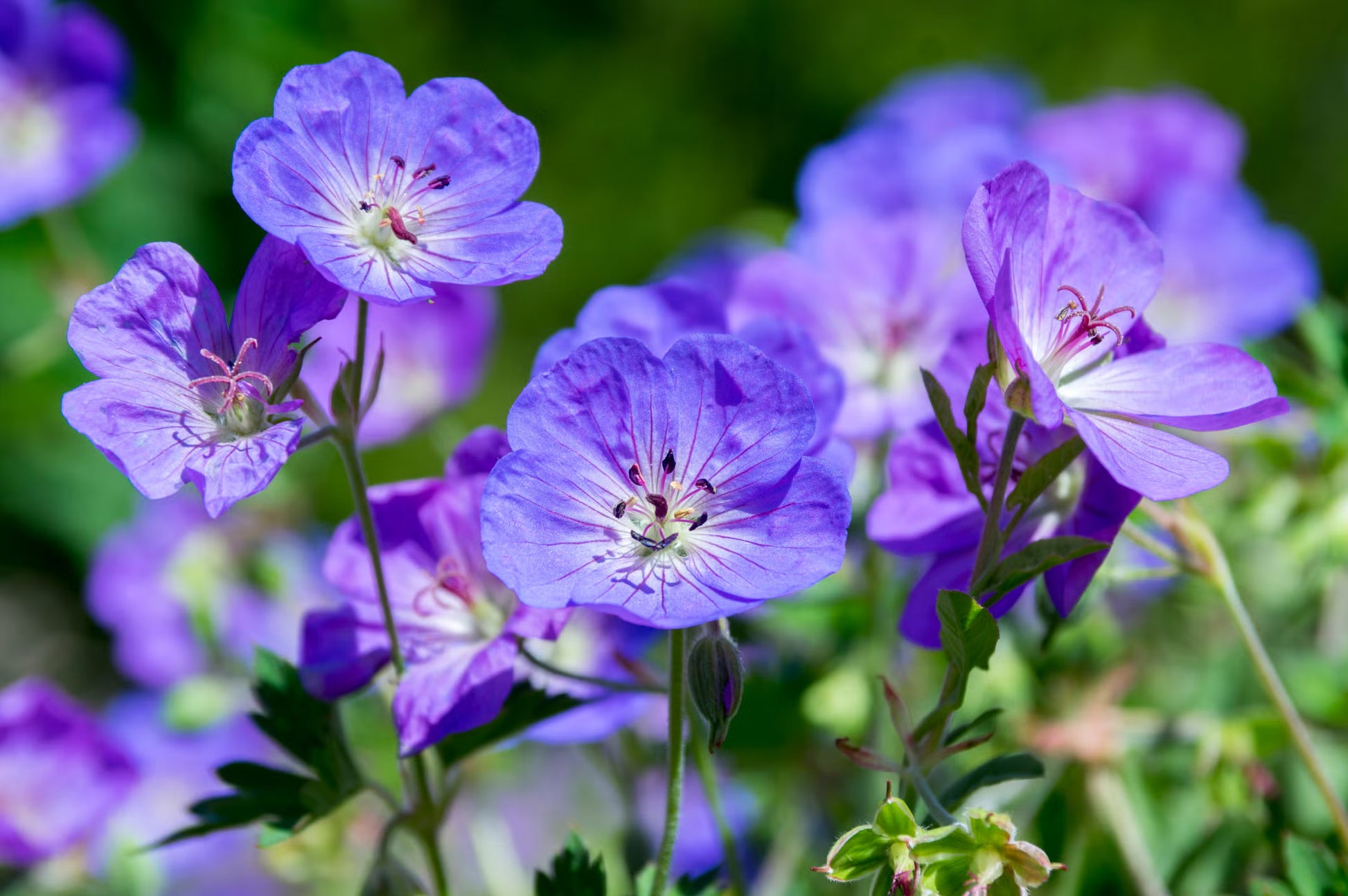 Sky Blue Green Geranium Seeds for Planting